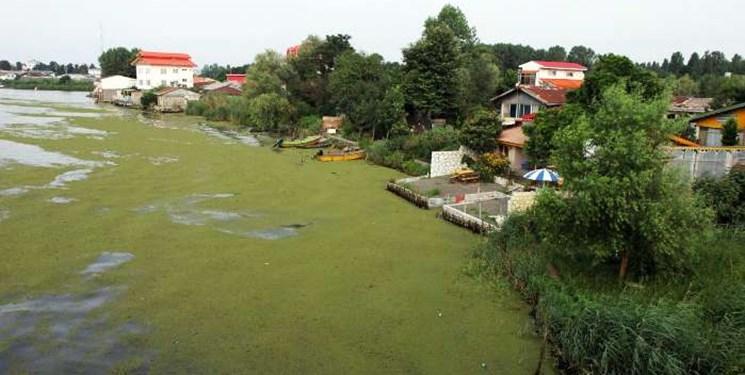 آیا پاکسازی تالاب انزلی با بایوجمی سرطان زاست؟