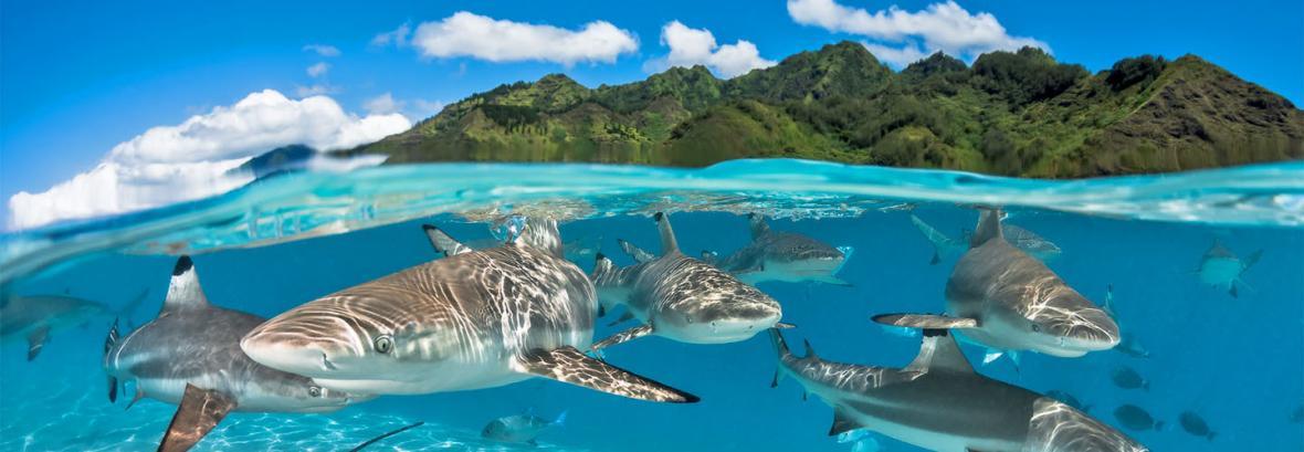 آرامش مرجانی در تاهیتی│ تصاویری از جزیره آتشفشانی در اقیانوس آرام