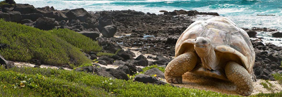 قوانین عجیب برای ورود به بهشت تنوع زیستی دنیا ، فقط پولدارها وارد شوند!