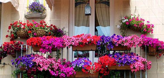 گل های تابستانی که رشد خوبی در گرما دارند
