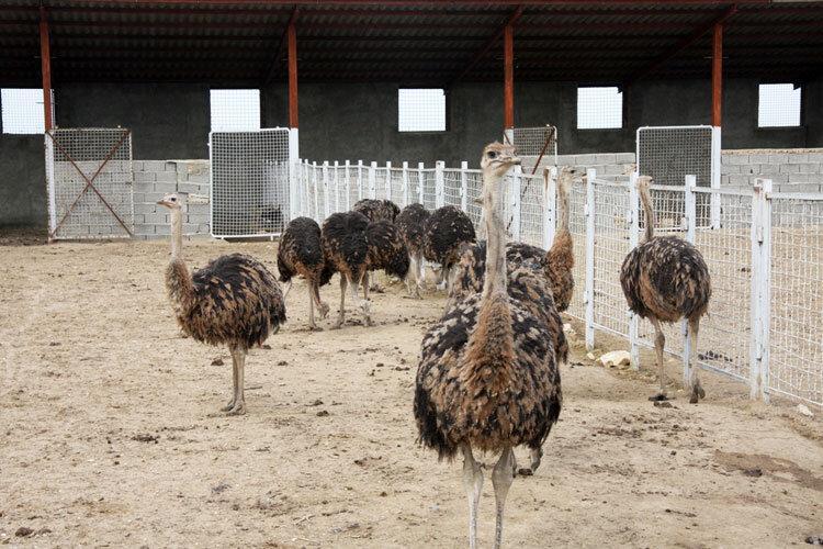 یک بام و دو هوای پرورش شترمرغ در مازندران