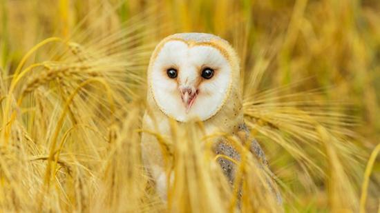 چیز هایی که درباره جغد ها نمی دانستید