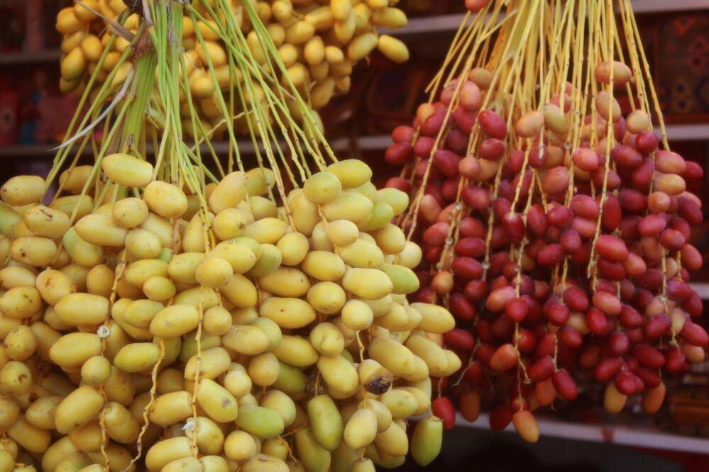 برداشت خارک و رطب از نخلستان های دشتی شروع شد