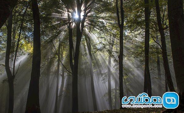 جنگلی بازمانده از عصر ژوراسیک تصاویر جنگلی بازمانده از عصر ژوراسیک