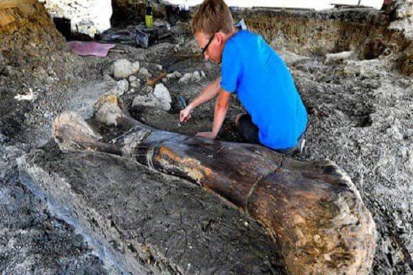 استخوان 2 متری دایناسور 140 میلیون ساله کشف شد