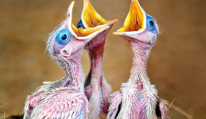 کلوزآپ ؛ منتخبی از عکس های مسابقه آگورا 2019 ، بخش دوم