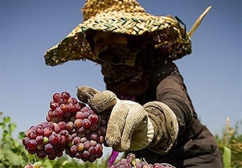 چگونه یک زن با 12 فرزند کارآفرین شد؟