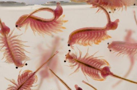 انتقال دانش فنی پرورش آرتمیا به روسیه توسط دانشگاه ارومیه