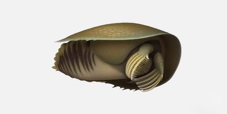 کشف فسیل موجود دریایی عجیب