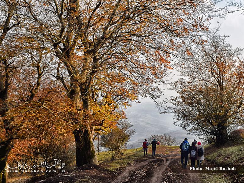 درخت انجیلی، یادگار زمین از عصر یخبندان
