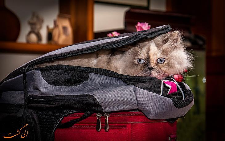 همه چیز درباره گربه پرشین، پرطرفدارترین نژاد گربه