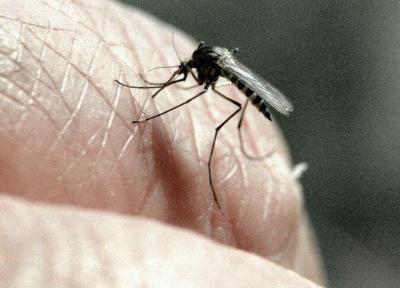 پشه ها بیش از همه چه کسانی را می گزند؟