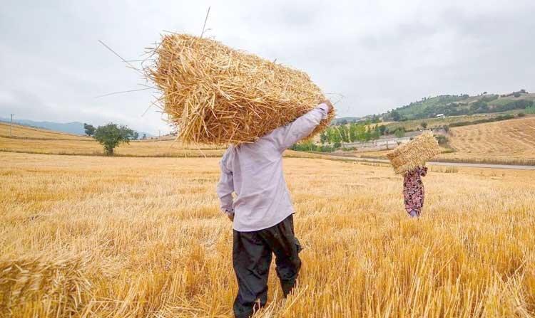 کاهش فروش گندم به دولت کاهش فروش گندم به دولت