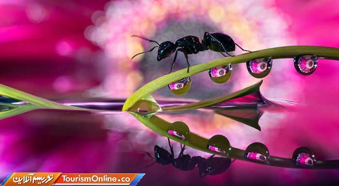 عکاسی ماکرو ؛قطره و جهانی که زیر پای ماست، تصاویر