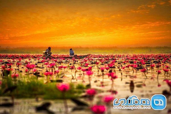دریاچه نیلوفرهای صورتی، زیبایی منحصر بفرد در آسیا دریاچه نیلوفرهای صورتی، زیبایی منحصر بفرد در آسیا