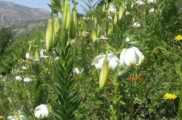 رویشگاه سوسن چلچراغ در محدوده منظر فرهنگی ماسوله کشف شد