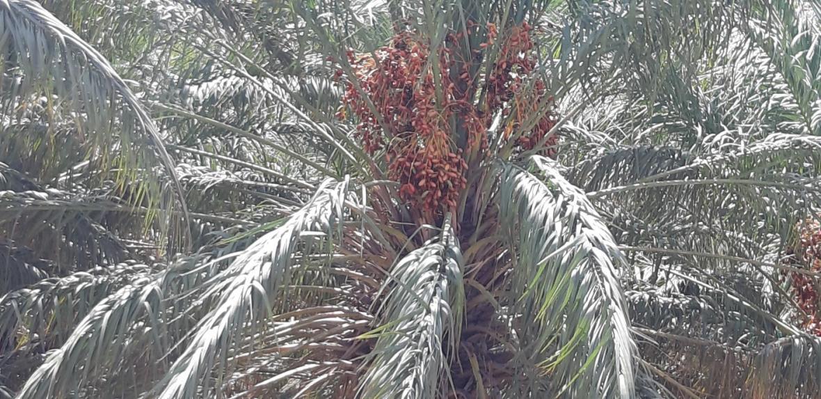 هجوم زنبور های سیاه به نخلستان های ریگان