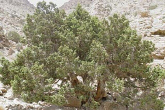خشکسالی توان مقاومت از درختان ارس خراسان شمالی گرفته است