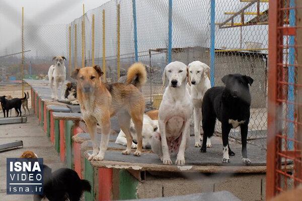 برطرف نواقص نقاهتگاه سگ های بدون صاحب کهریزک تا 10 روز دیگر