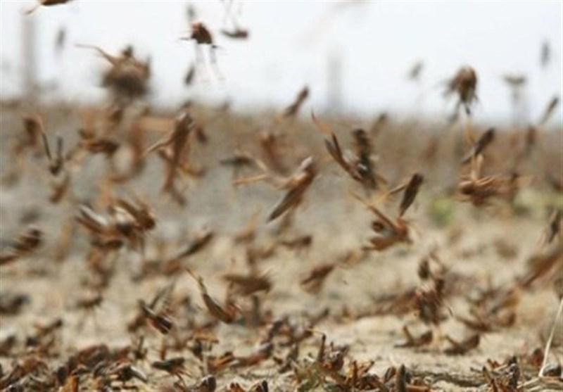 استفاده از ملخ های صحرایی در برخی نقاط ایران به عنوان منبع پروتئین