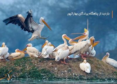 تماشای پرندگان نادر در پارک ملی کلادو، هند