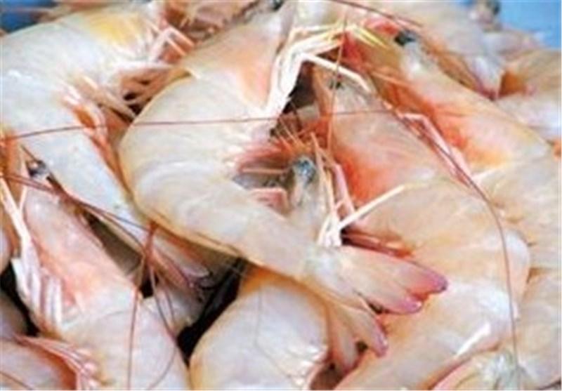 304 تن میگو از مزارع سایت میگوی گمیشان صید شده است