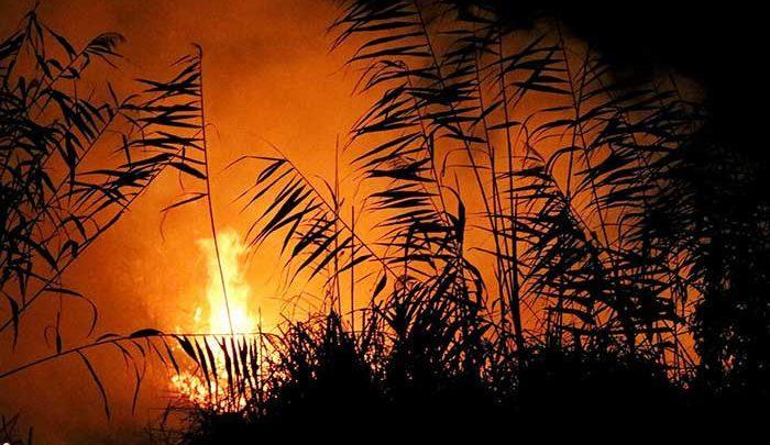 آتش به جان تالاب بین المللی انزلی افتاد ؛ حریق عمدی بود