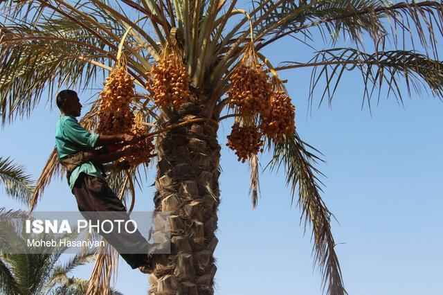 نابودی 50 درصد محصول خرما در برخی مناطق کرمان