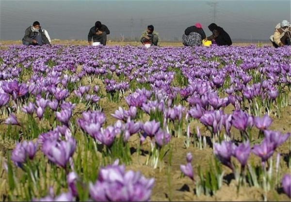 برگزاری هفته زعفران ایران در تربت حیدریه
