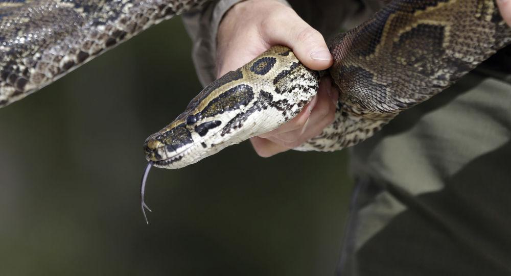 بلعیدن بز 40 کیلویی توسط پیتون غول پیکر!