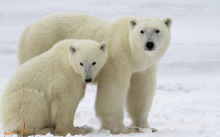 آیا می دانید پایتخت خرس های قطبی دنیا کجاست؟