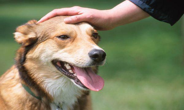 فرهنگ و زبان بدن