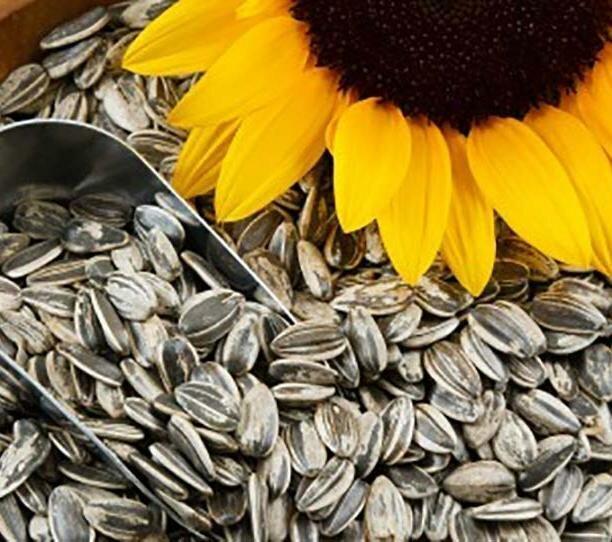 گیاهی به رنگ آفتاب با خواص بی نظیر