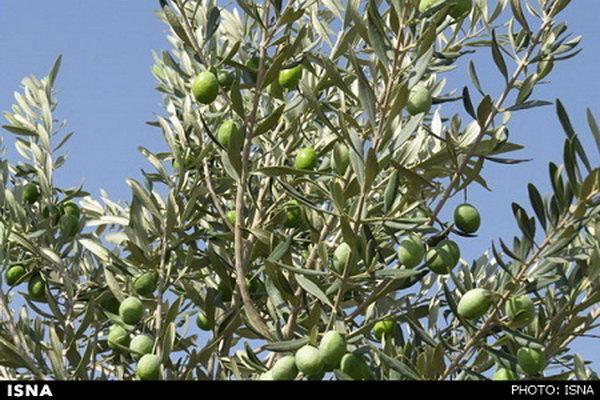 رنجی که گنج نمی شود