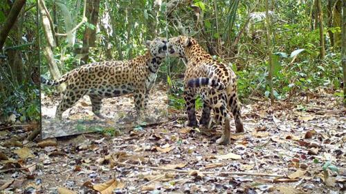 گیج شدن حیوانات جنگل پس از دیدن آینه