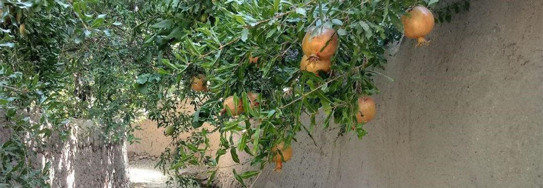 تصاویر کوچه باغ های تفت در روزهای آغازین پاییز ، انارهای پاییزی را در سفر به یزد از دست ندهید