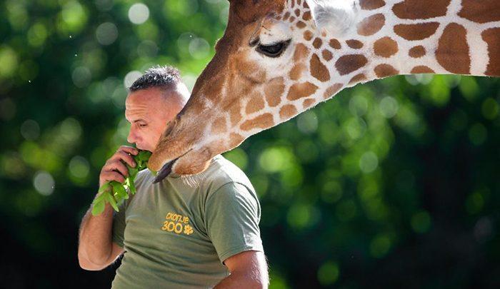 من و زرافه ام یهویی! ، تصاویر