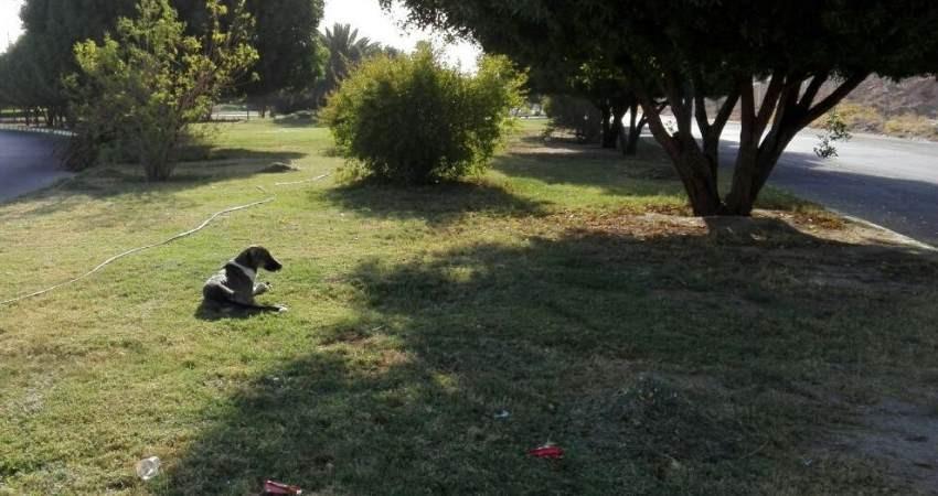 سگ های اهلی رها در طبیعت، خطر جدی حیات وحش