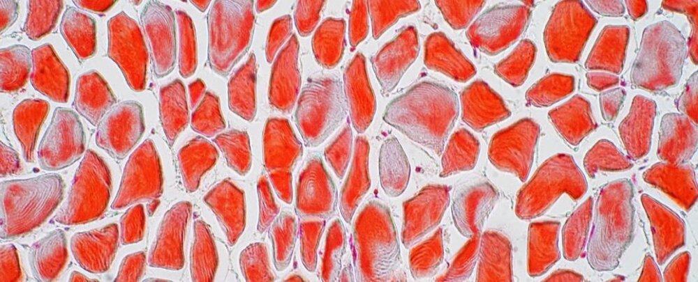 کشفی عجیب و غریب در ارتباط با استخوان ها