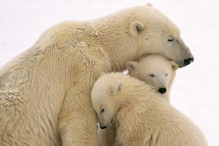 حقایق شگفت انگیز در مورد خرس های قطبی