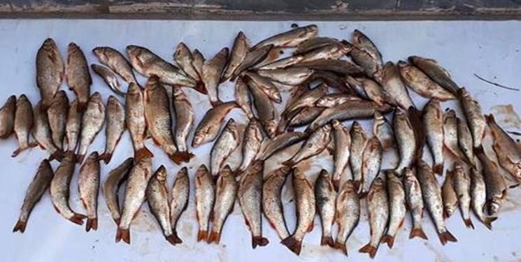 تحقیقات گسترده درباره ژن ماهی