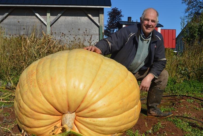 فیلم ، کدو تنبل غول آسا ؛ سنگین تر از میتسوبیشی