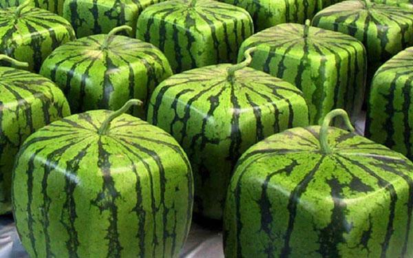 چیزهایی که تنها در ژاپن می توان دید!