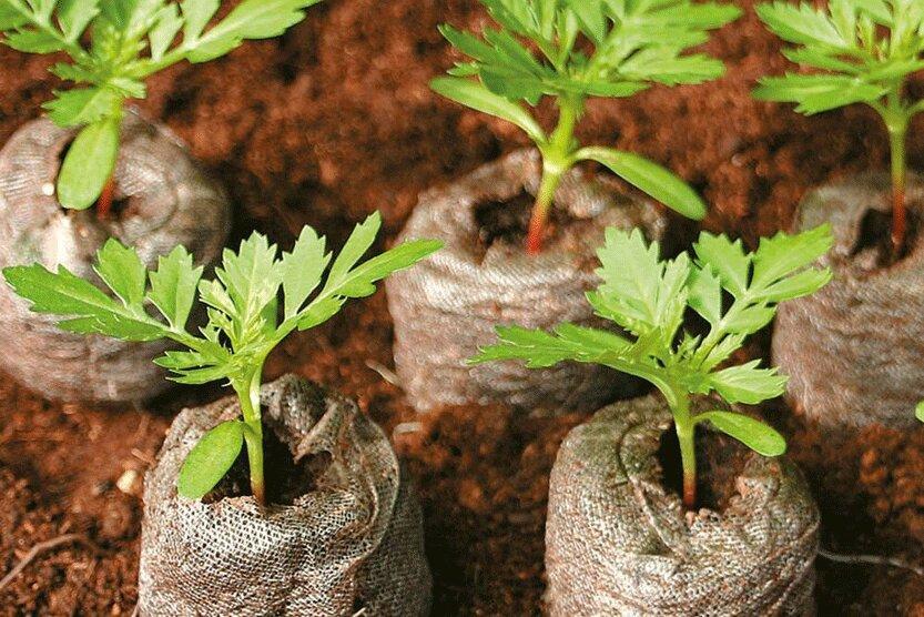 ساخت گلدان های زیست تخریب پذیر در دانشگاه امیرکبیر