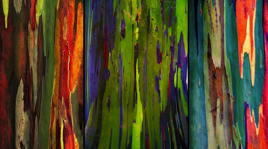 سفری به عمق رنگ ها با درخت اکالیپتوس رنگین کمانی