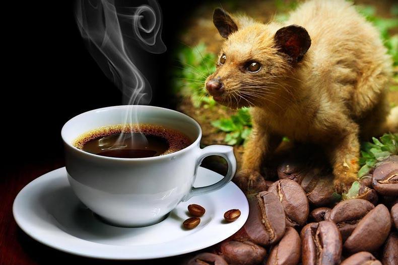 گران ترین قهوه دنیا که از مدفوع یک حیوان بدست می آید!