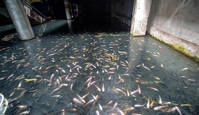 ماهیگیری در مرکز خرید! ، تصاویر