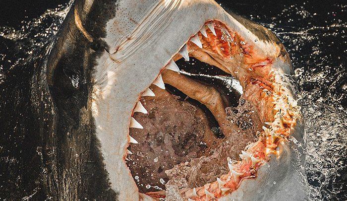 عکاس شجاع یا دیوانه&hellip ؟!رخ به رخ با کوسه ها ، تصاویر