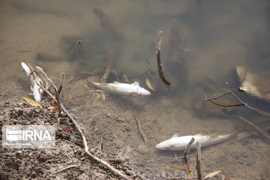 پساب یک واحد صنعتی عامل مرگ صد هزار ماهی