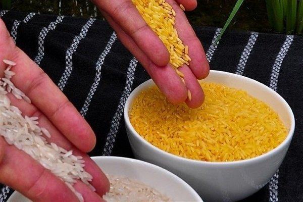کشت برنج تراریخته در جهان تجاری نشده است، ایران واردکننده نیست